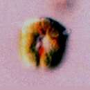 Image of Nusuttodinium latum