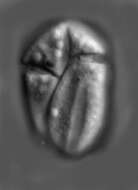 Image of Heterocapsaceae