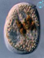 Sivun Amphidinium semilunatum Kofoid & Swezy 1921 kuva