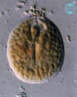 Image of Testudodinium testudo