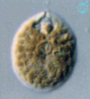 Image of Testudodinium testudo