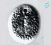 Image of Testudodinium testudo