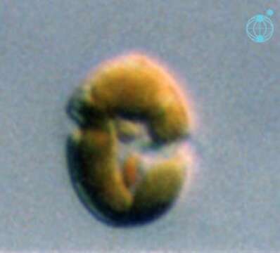 Sivun Dinoflagellata kuva