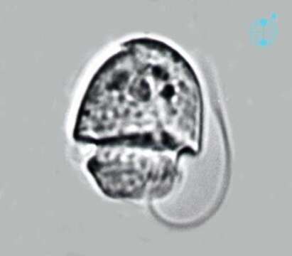 Image of Katodinium asymmetricum (Massart) Loeblich 1965