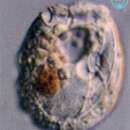 Image of Sabulodinium undulatum