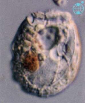 Image of Sabulodinium