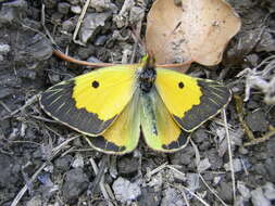 Image of clouded yellow