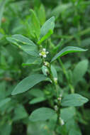 Image of erect knotweed