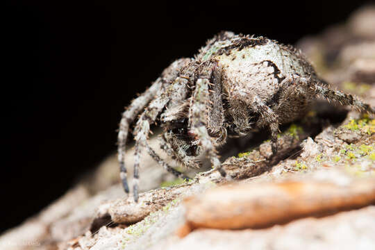 Image of Araneus andrewsi (Archer 1951)