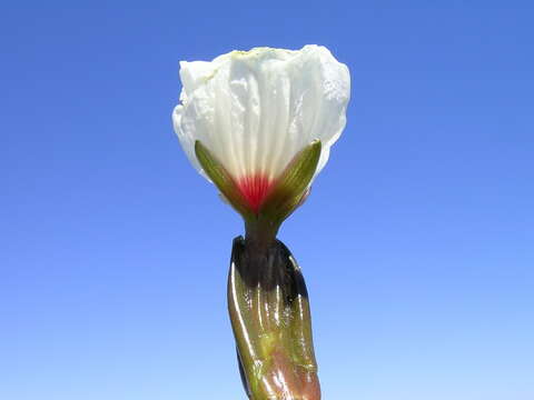 Image of Ottelia ovalifolia (R. Br.) Rich.