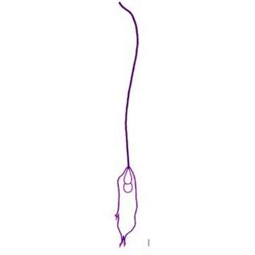 Image of Mastigamoeba schizophrenia Simpson, Bernard, Fenchel & Patterson 1997