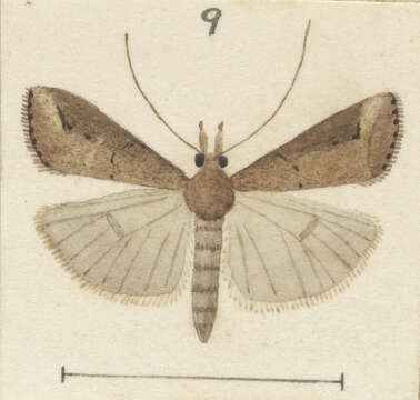 صورة Schrankia costaestrigalis Stephens 1829