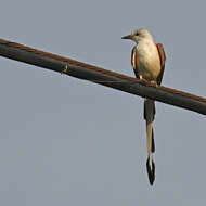 Image of Scissor-tailed Flycatcher