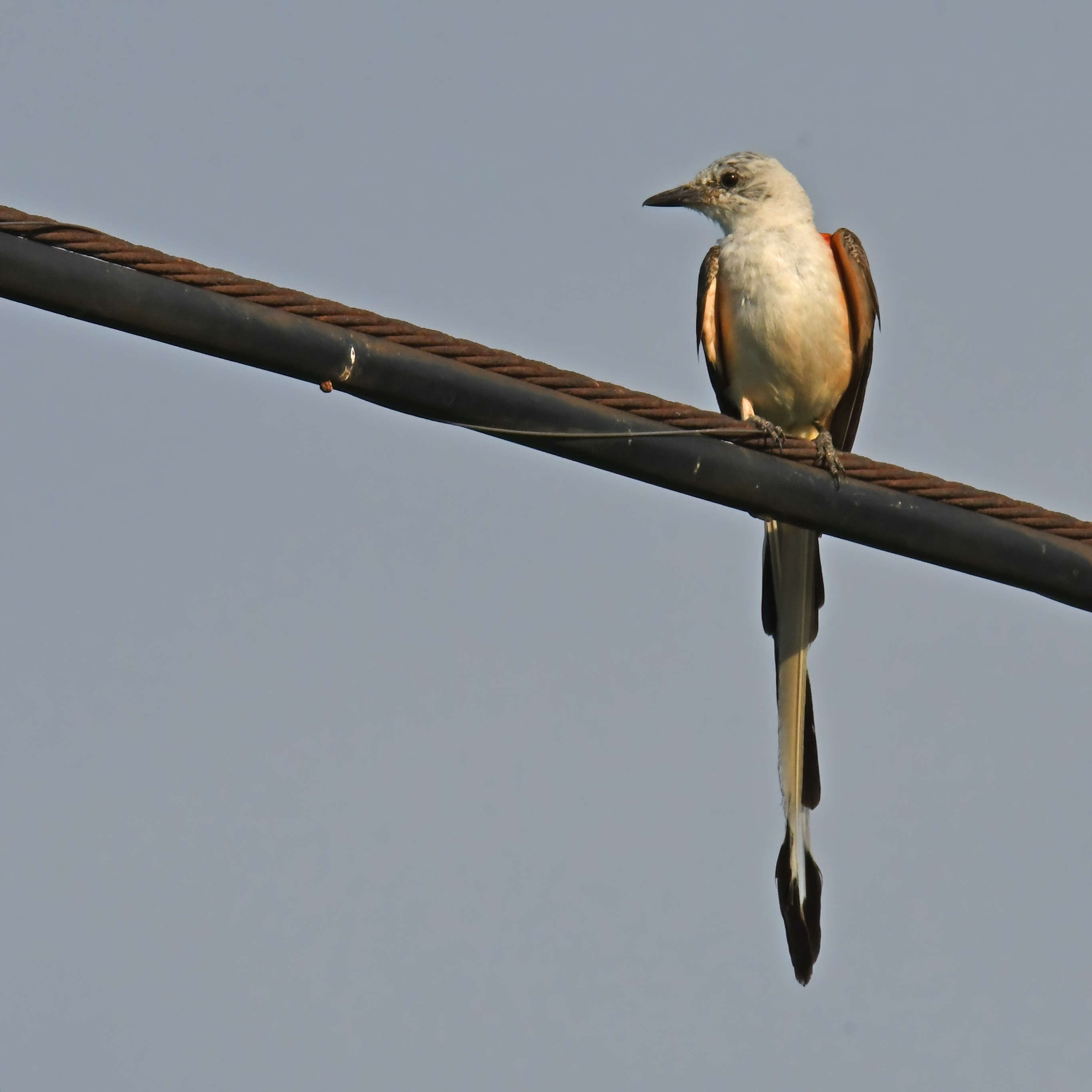 Image of Scissor-tailed Flycatcher