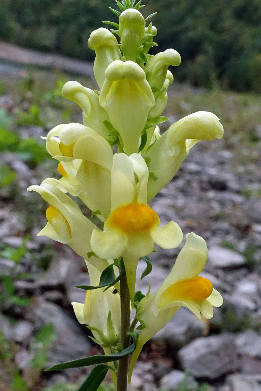 Image of Common Toadflax