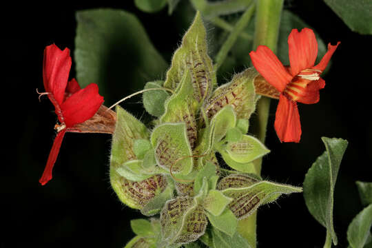 Image of Petalidium coccineum S. Moore