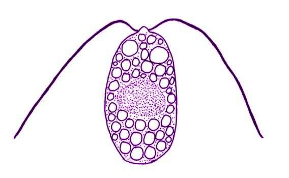 Image de Polytoma papillata Pascher 1927