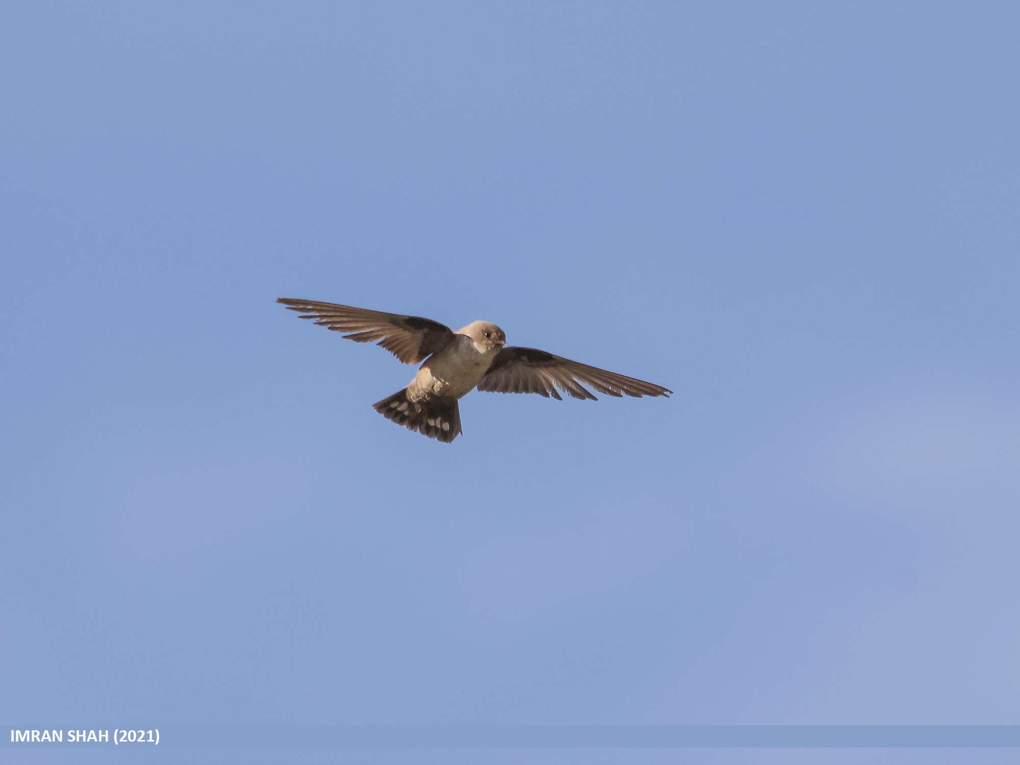 Image of Eurasian Crag Martin