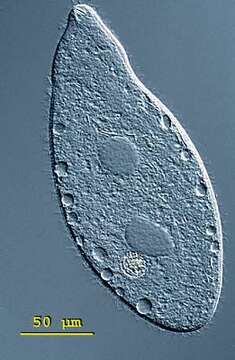 صورة Apoamphileptus claparedii (Stein 1867) Lin & Song 2004