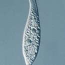 Image of Amphileptus pleurosigma (Stokes 1884) Foissner 1984