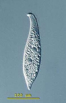 Image of Pleurostomatida