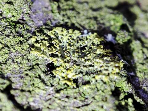 Image of lemon lichen