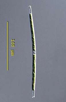 Image of Gonatozygaceae