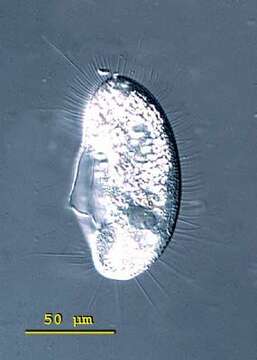 Image of Histiobalantiidae