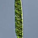 Spirotaenia condensata的圖片