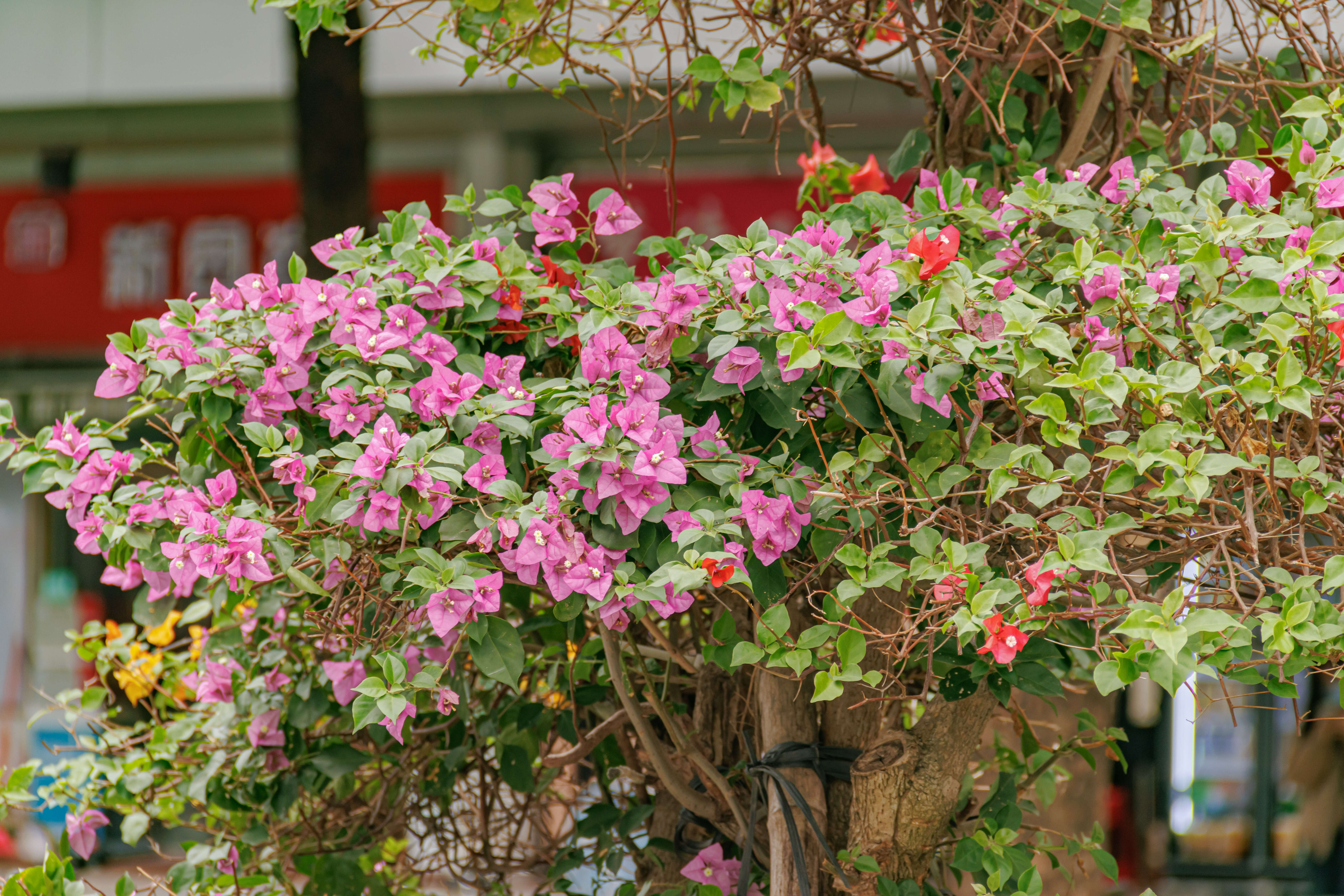 Слика од Bougainvillea