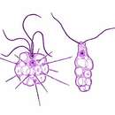 صورة Tetradimorpha marina Fenchel et al. 1995