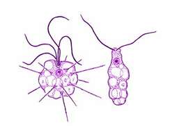 Image of Tetradimorpha marina Fenchel et al. 1995