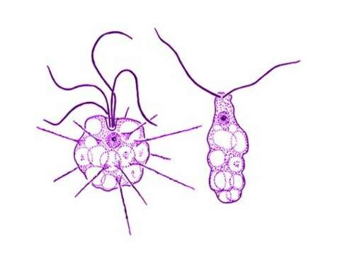 Tetradimorpha marina Fenchel et al. 1995的圖片