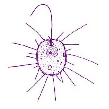 Image of Thaumatomastix tripus (Takahashi & Hara) Beech & Moestrup 1986