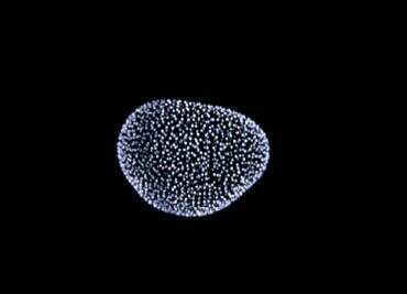 Image of radiolarians