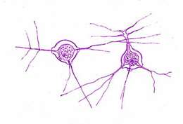 Image of Microcometes paludosa Cienkowski 1876