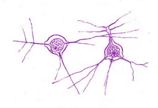 Image of Microcometes paludosa Cienkowski 1876