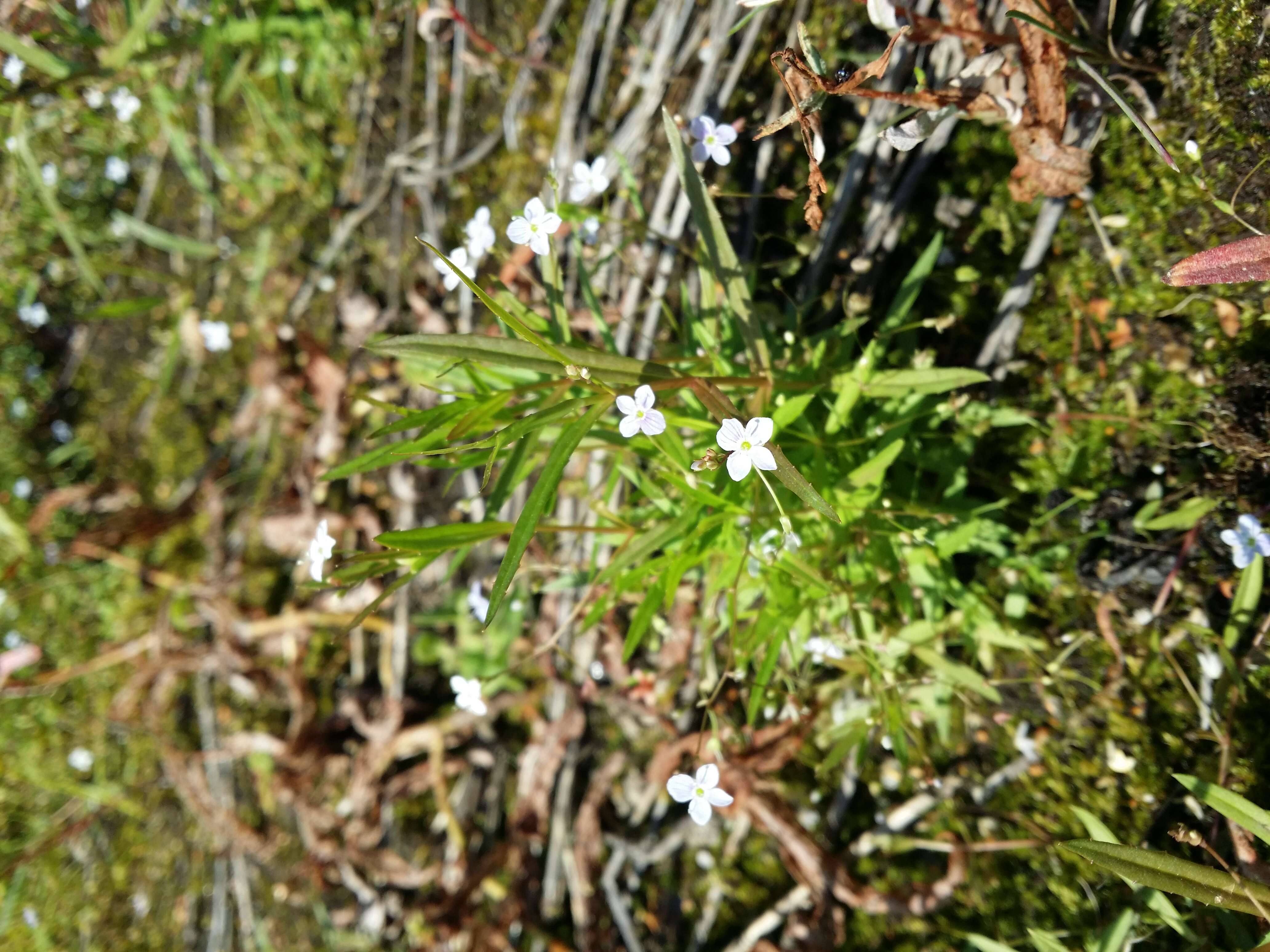 Image of Marsh Speedwell