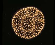 Image of radiolarians