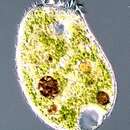 Image of Climacostomum virens