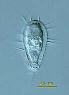 Image of Euglypha filifera