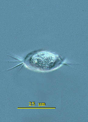 Image of Euglypha filifera