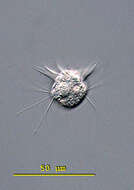 Image of jumping oligotrich