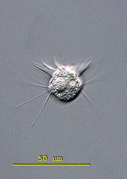 Image of jumping oligotrich