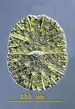 Image of Micrasterias denticulata