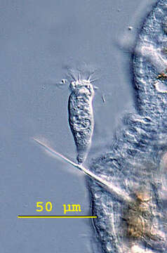 Image of Rhabdostyla inclinans (O. F. Müller 1786) D' Udekem 1864