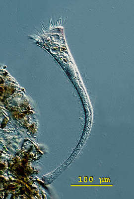 Image of Stentor igneus