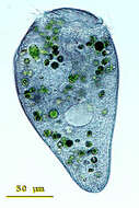 Image of Stentor multiformis