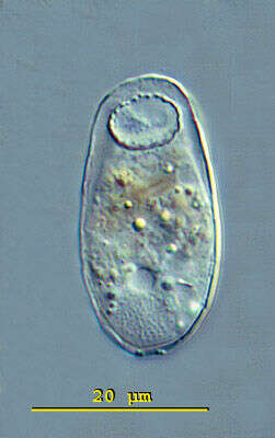 Image of Trinematidae