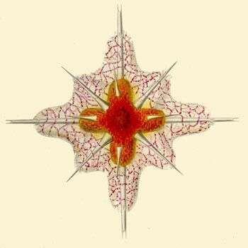 Image of Acanthostaurus Haeckel 1862